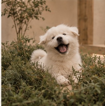 草むらで笑顔のサモエドの子犬