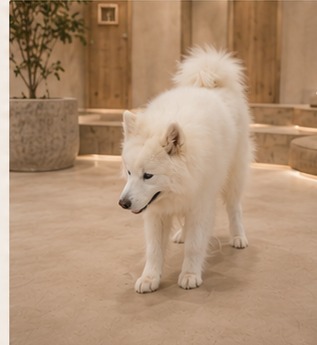 ふわふわの被毛のサモエド犬